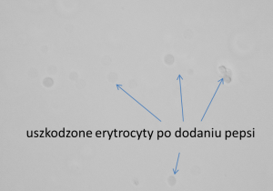 Lekcja biologii w praktyce.