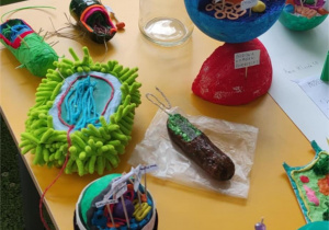 Doświadczenia przeprowadzone podczas lekcji biologii.