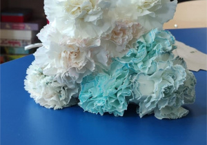 Doświadczenia przeprowadzone podczas lekcji biologii.