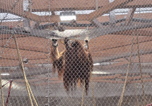Warsztaty edukacyjne połączone ze zwiedzaniem Orientarium ZOO Łódź