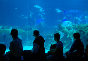 Warsztaty edukacyjne połączone ze zwiedzaniem Orientarium ZOO Łódź