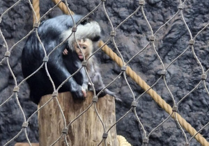 Warsztaty edukacyjne połączone ze zwiedzaniem Orientarium ZOO Łódź