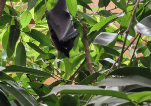 Warsztaty edukacyjne połączone ze zwiedzaniem Orientarium ZOO Łódź