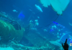 Warsztaty edukacyjne połączone ze zwiedzaniem Orientarium ZOO Łódź