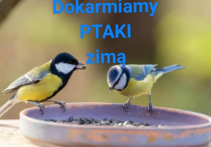 Zajęcia dotyczące dokarmiania ptaków zimą.