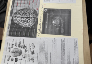 Tydzień Mózgu w naszej szkole