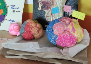 Tydzień Mózgu w naszej szkole