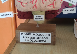 Tydzień Mózgu w naszej szkole