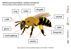 Edukacja ekologiczna w praktyce – Hotele dla pszczół, a może i innych owadów